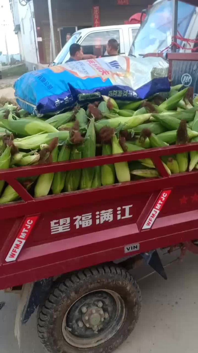 吉，青茄子大量共应需要连系