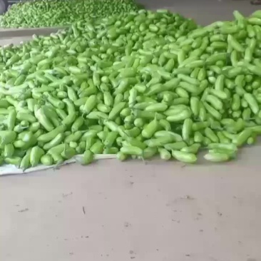 吉，青茄子大量共应需要连系