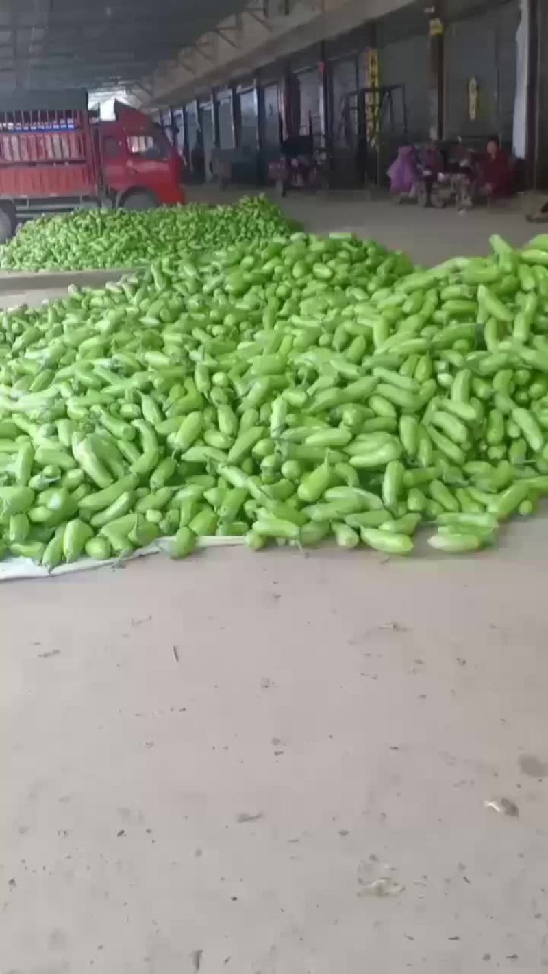 吉，青茄子大量共应需要连系
