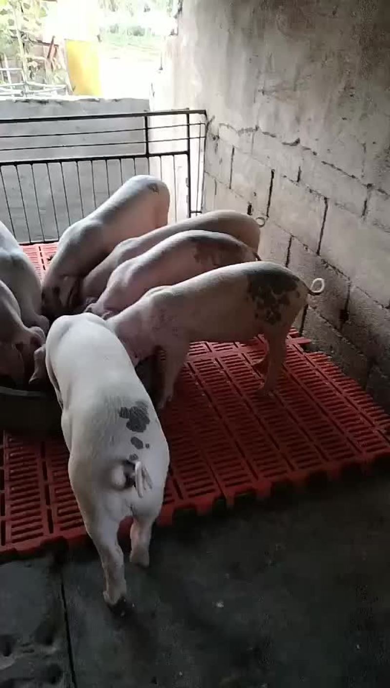 山东仔猪价格，长白仔猪，三元仔猪价格太湖母猪，杜洛克仔猪