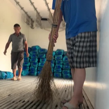 茭白