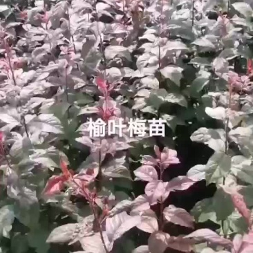 榆叶梅苗出售预订量大优惠