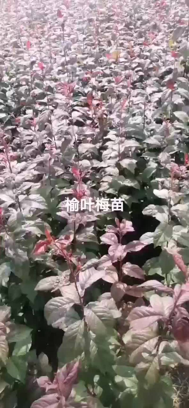 榆叶梅苗出售预订量大优惠
