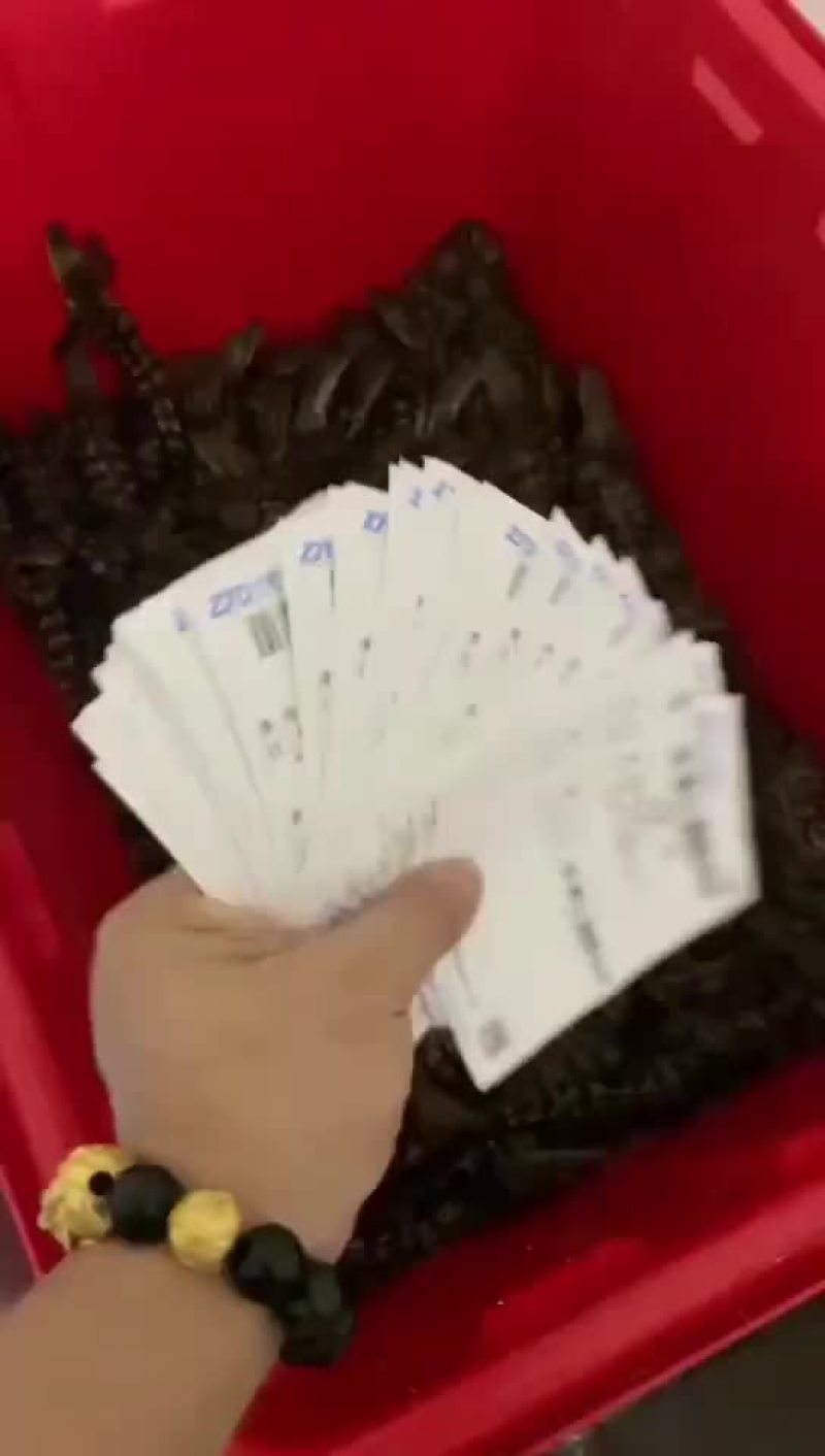 鳄鱼头苗