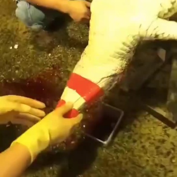 鳄鱼肉