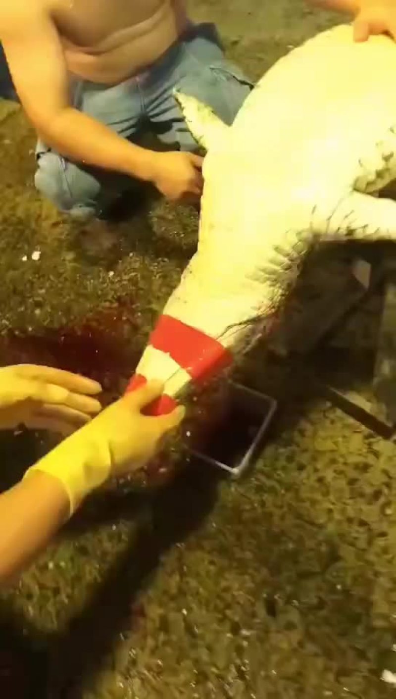 鳄鱼肉