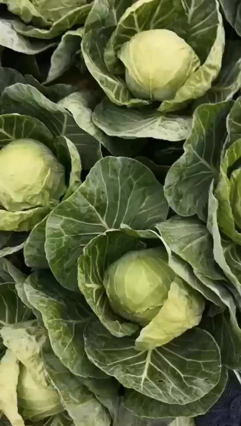 内蒙古包头市黄草洼村绿甘蓝
