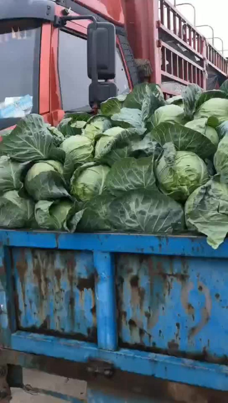 内蒙古包头市黄草洼村绿甘蓝