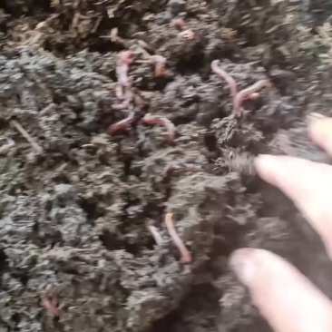 广西贺州牛粪蚯蚓