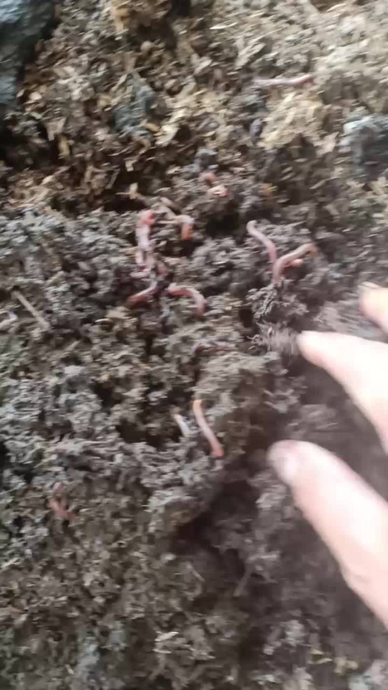 广西贺州牛粪蚯蚓