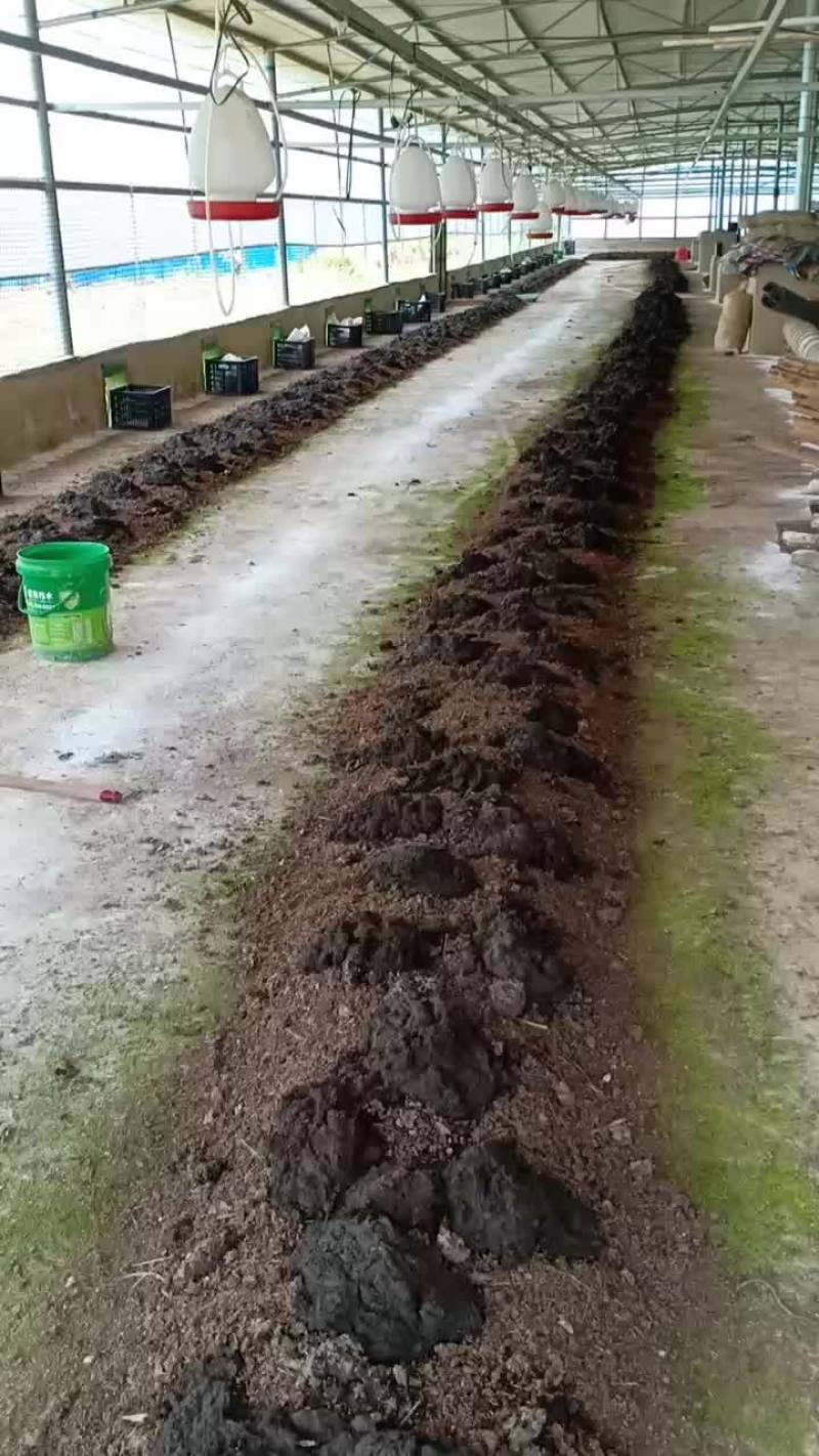 广西贺州牛粪蚯蚓