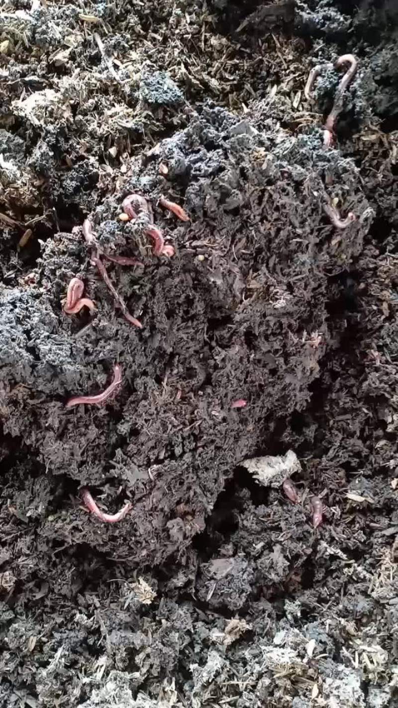 广西贺州牛粪蚯蚓