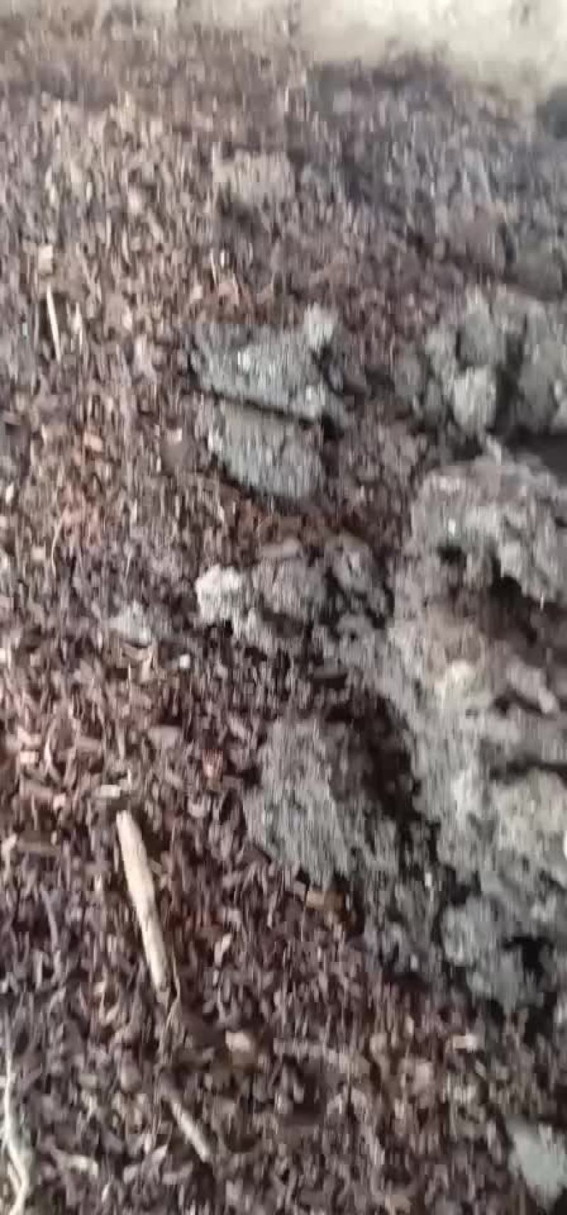 广西贺州牛粪蚯蚓
