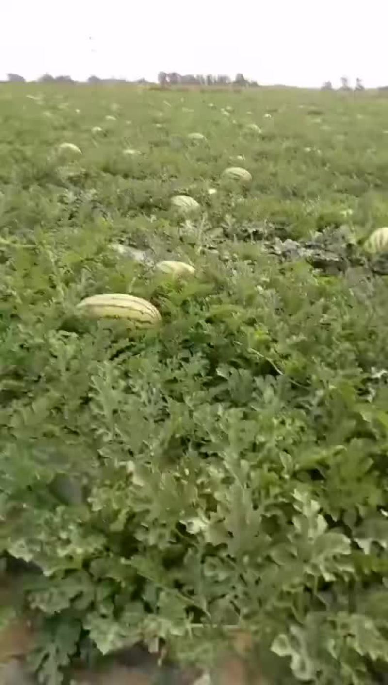 宁夏正宗硒砂瓜