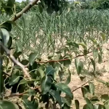 红星梨己开始收购需要的联系