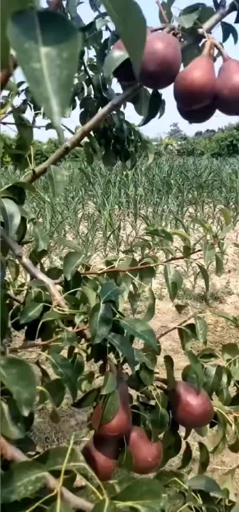 红星梨己开始收购需要的联系