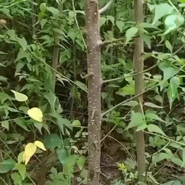 大量出售优质青梅苗一块钱一颗量大从优！欢迎订购咨询