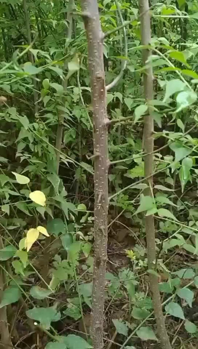 大量出售优质青梅苗一块钱一颗量大从优！欢迎订购咨询