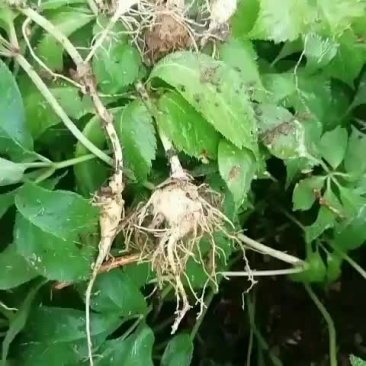 竹节参苗