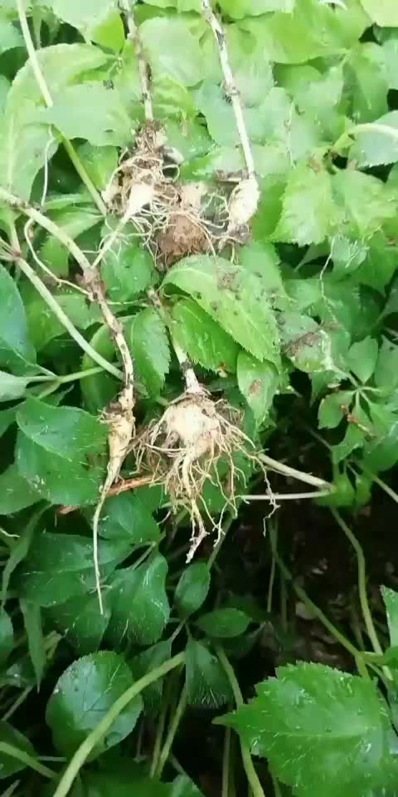 竹节参苗