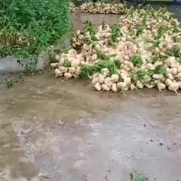 凉薯。地瓜。新鲜现挖，当天挖，当天装