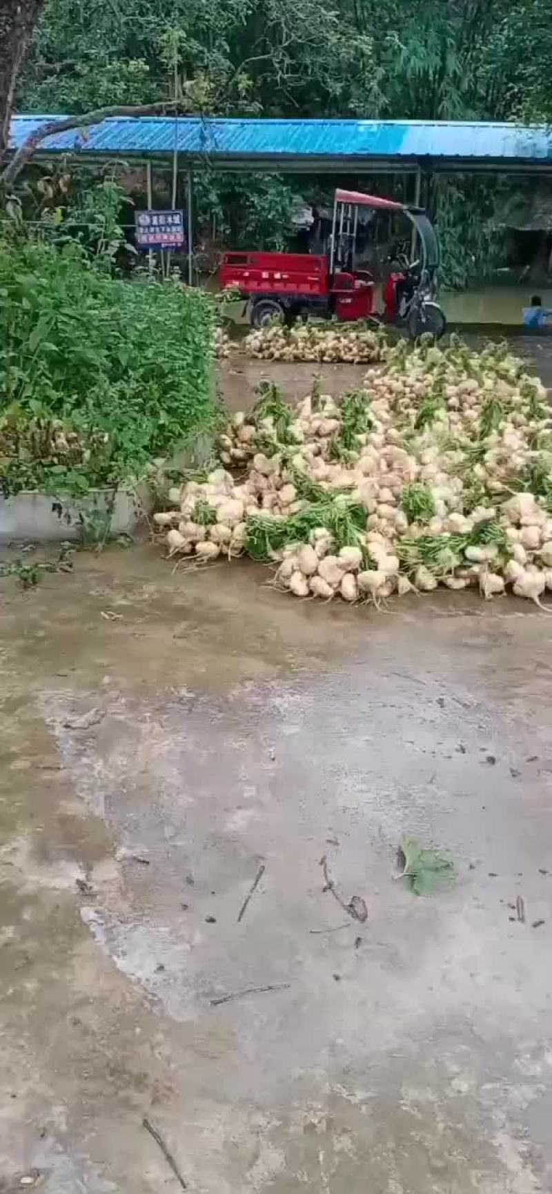 凉薯。地瓜。新鲜现挖，当天挖，当天装