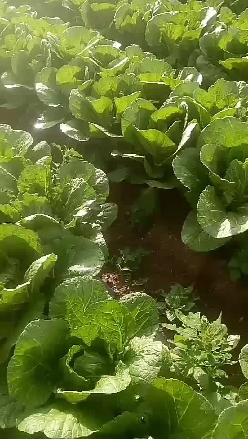 白菜