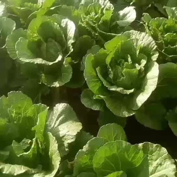 白菜