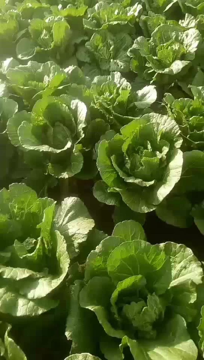 白菜
