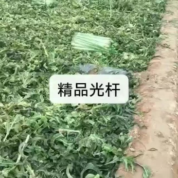 窝笋光杆