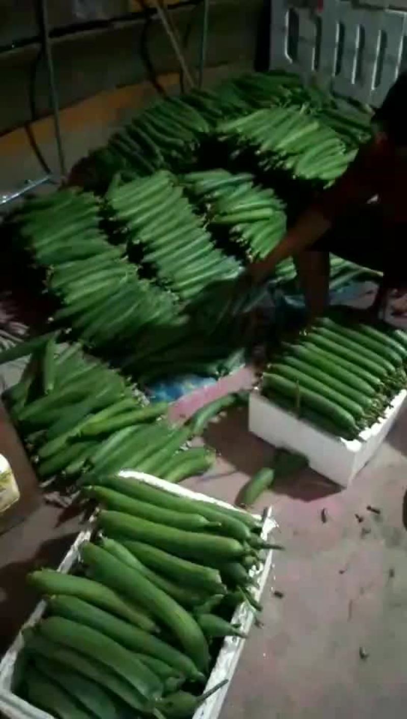 肉丝瓜，香丝瓜，油皮瓜，丝瓜，瓜大量有货