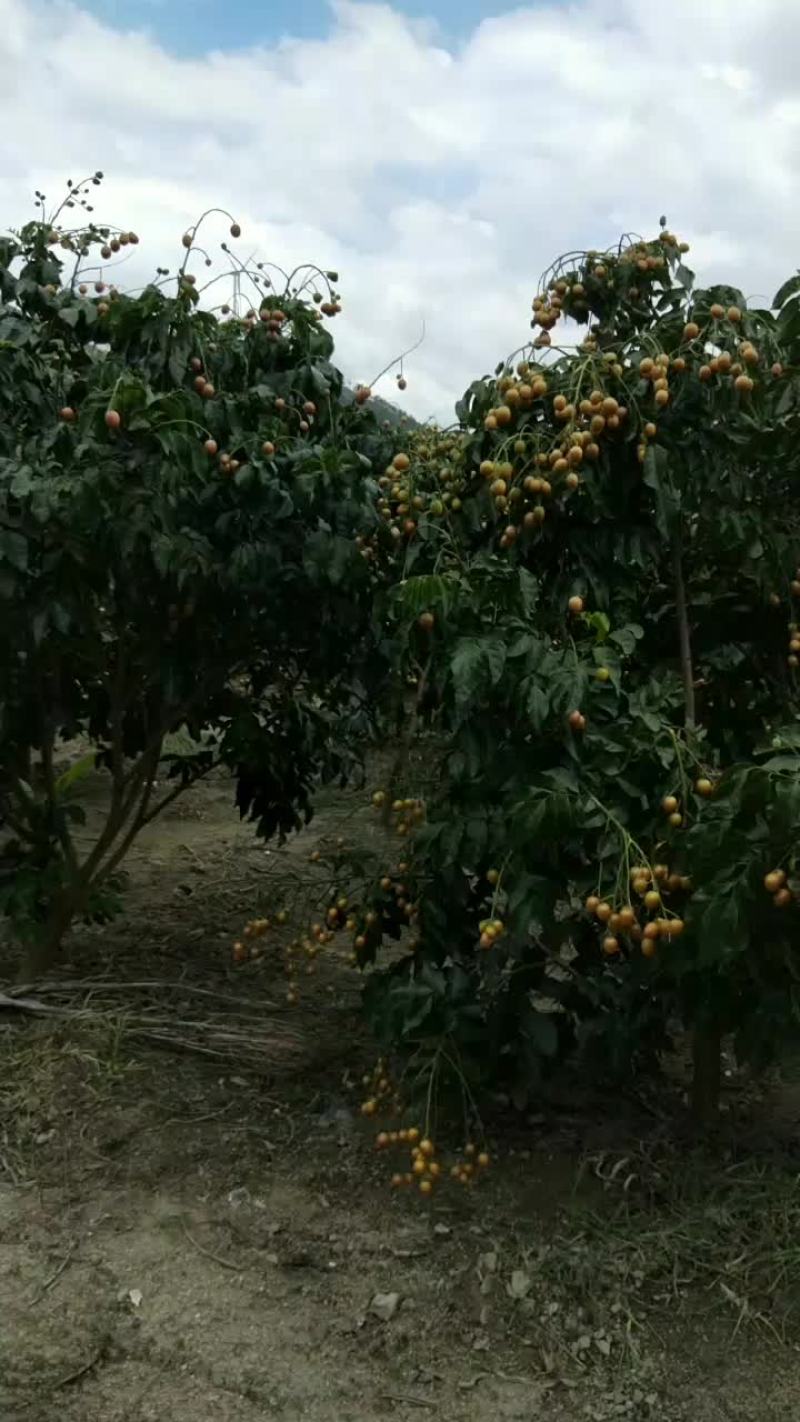 黑黄皮果