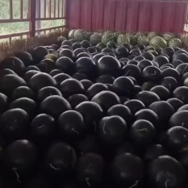哑柏粮站斜对面黑无籽批发