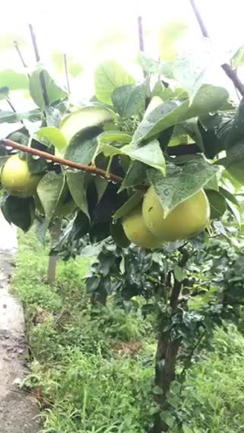四川巴中翠冠梨黄金梨