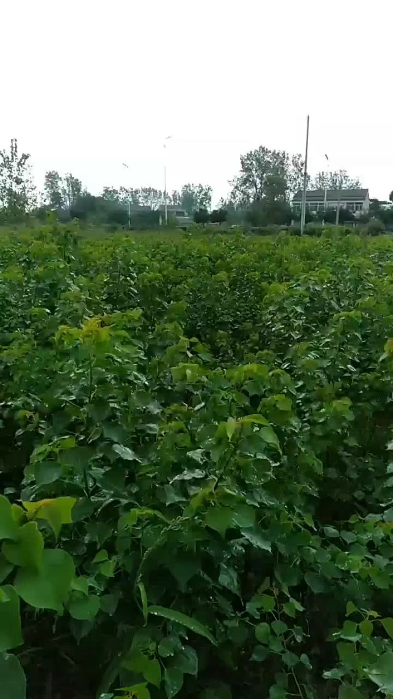 乌桕树苗