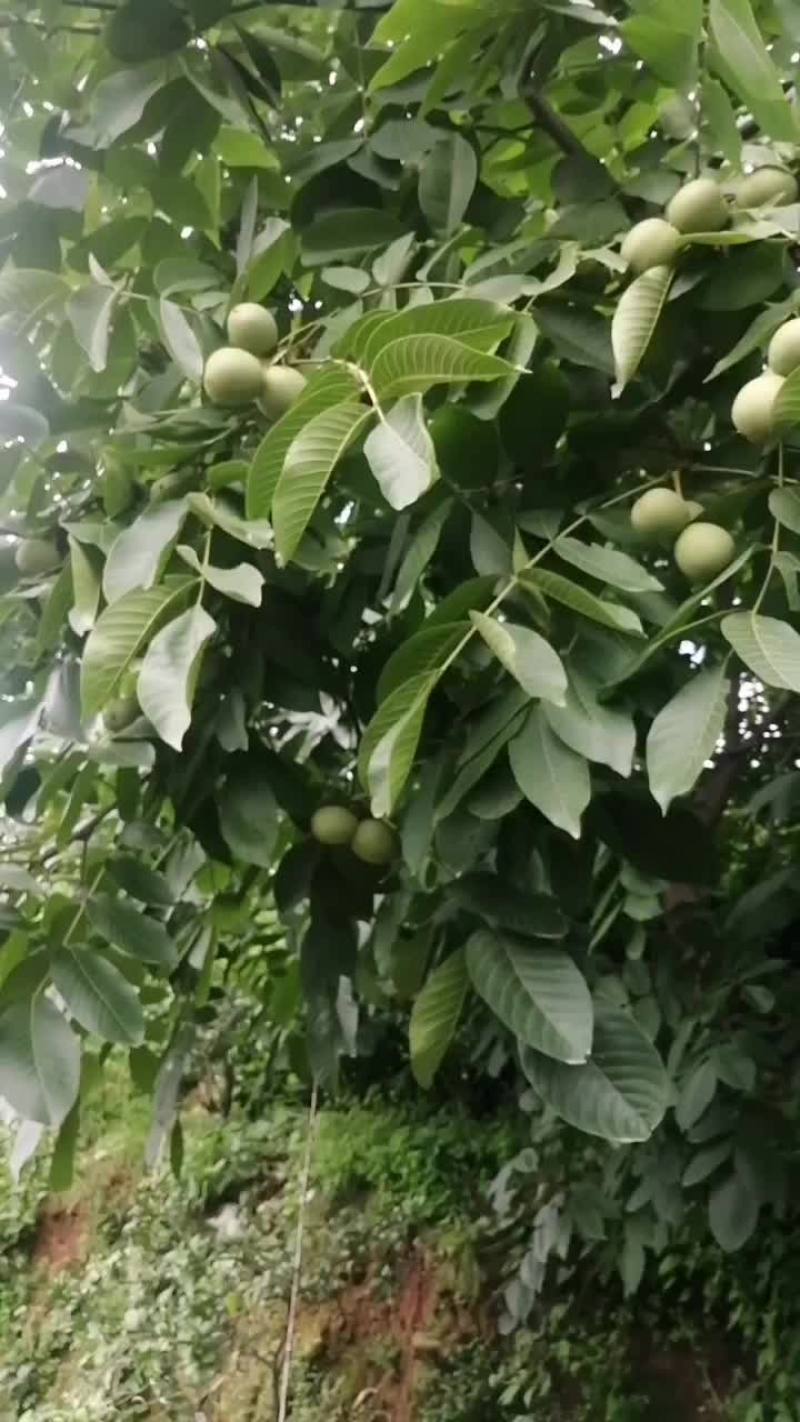 新贸上市：有青皮核桃：鲜果：坚果：干果核桃