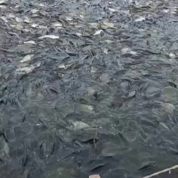 鲤鱼