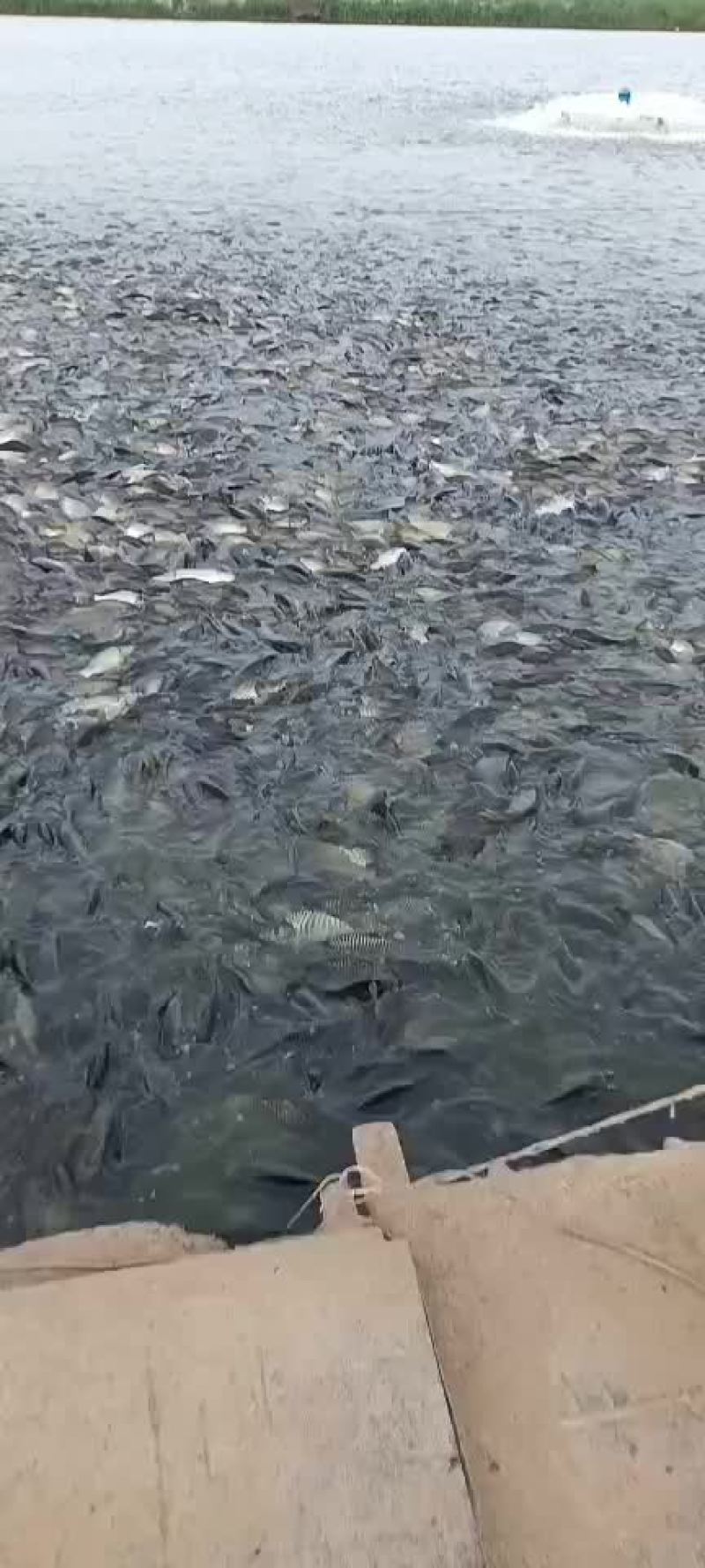 鲤鱼