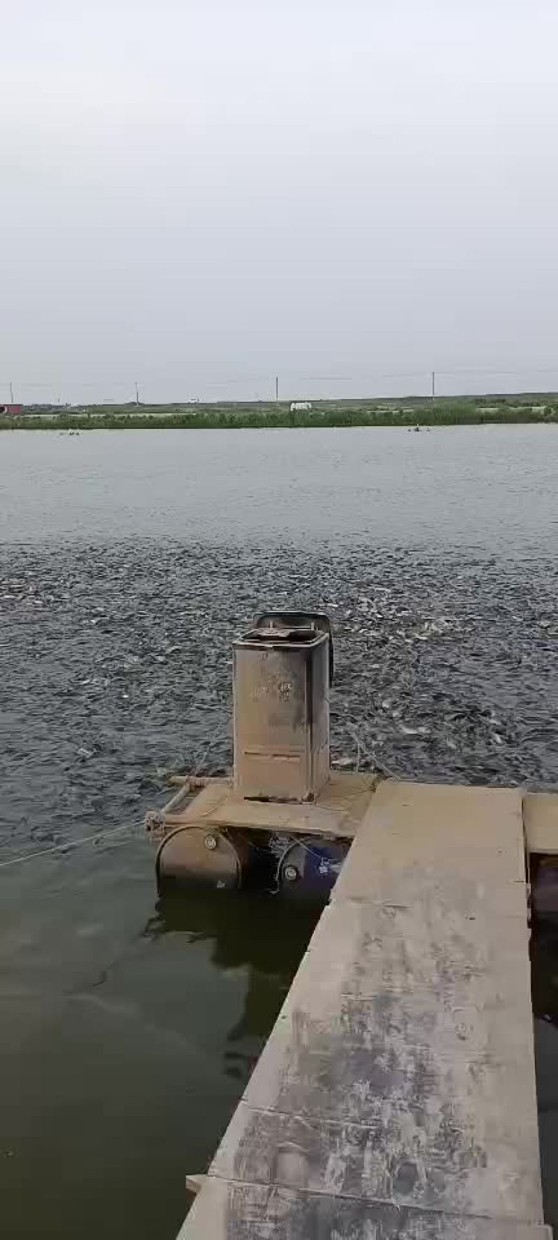 鲤鱼