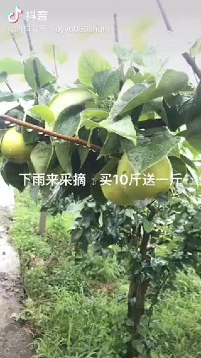 四川巴中平昌梨翠冠梨