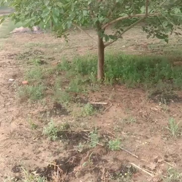 桑葚树苗，占地苗