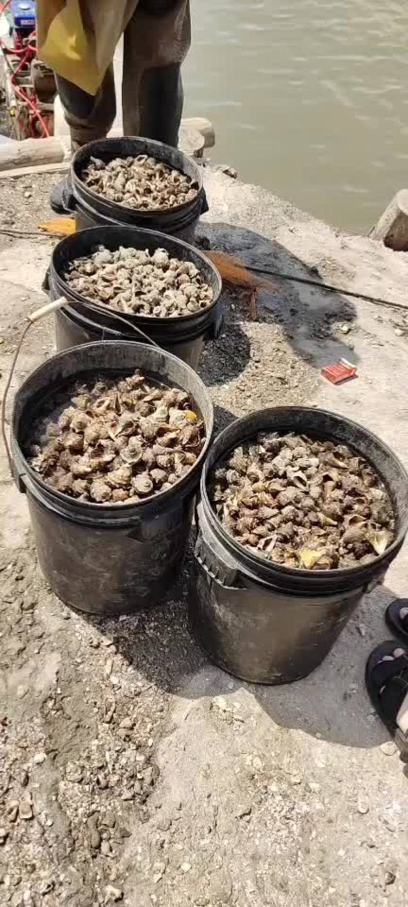 小海螺