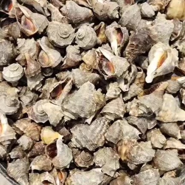 小海螺