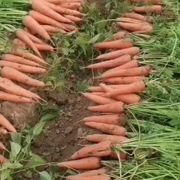 胡萝卜