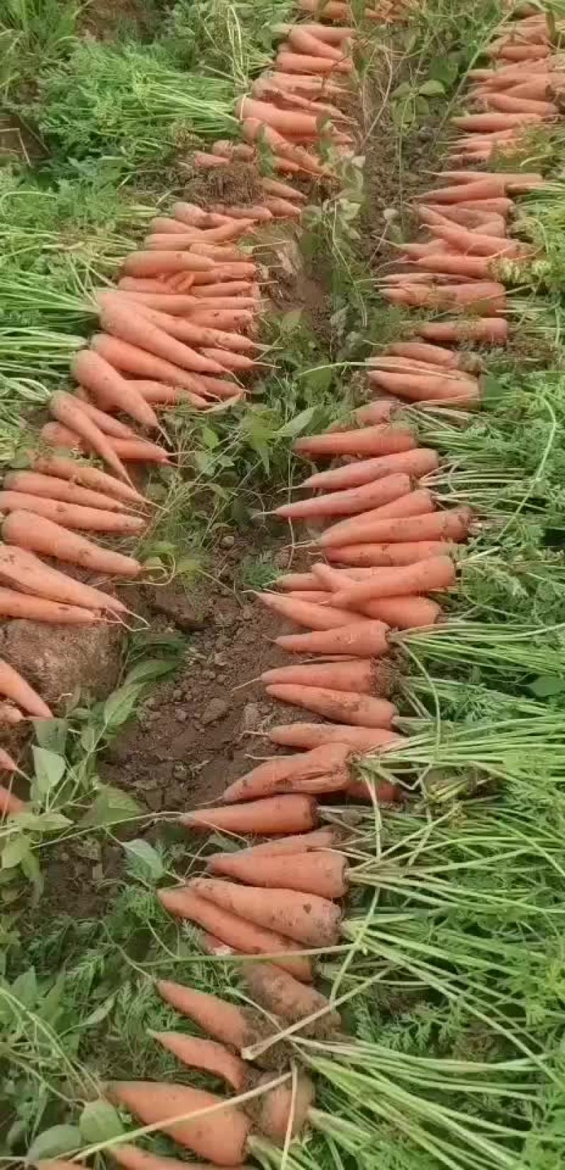 胡萝卜
