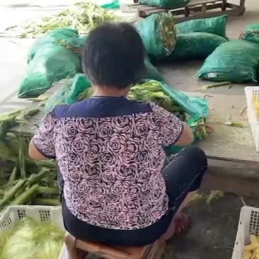 玉米笋