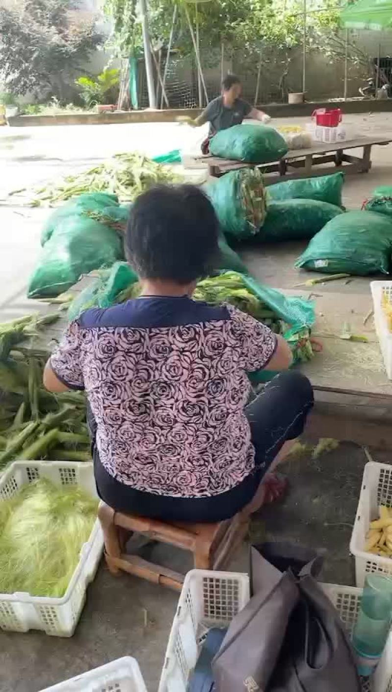 玉米笋