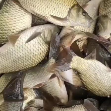 精品黄金鲫鱼苗
