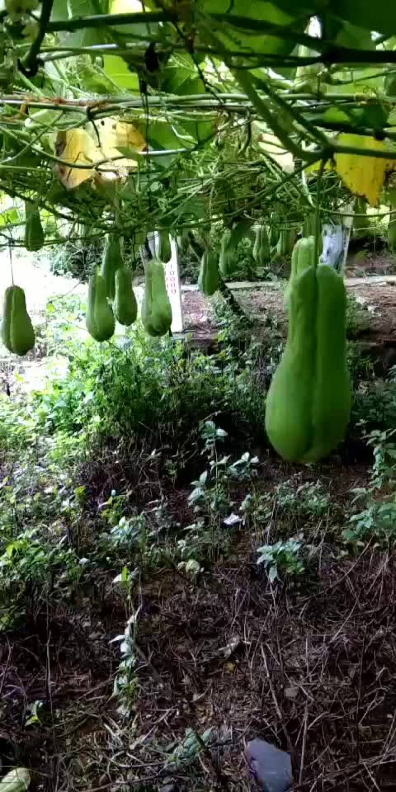 自产自销，没有中间商赚差价哦！农户直销，看上的老板联系。