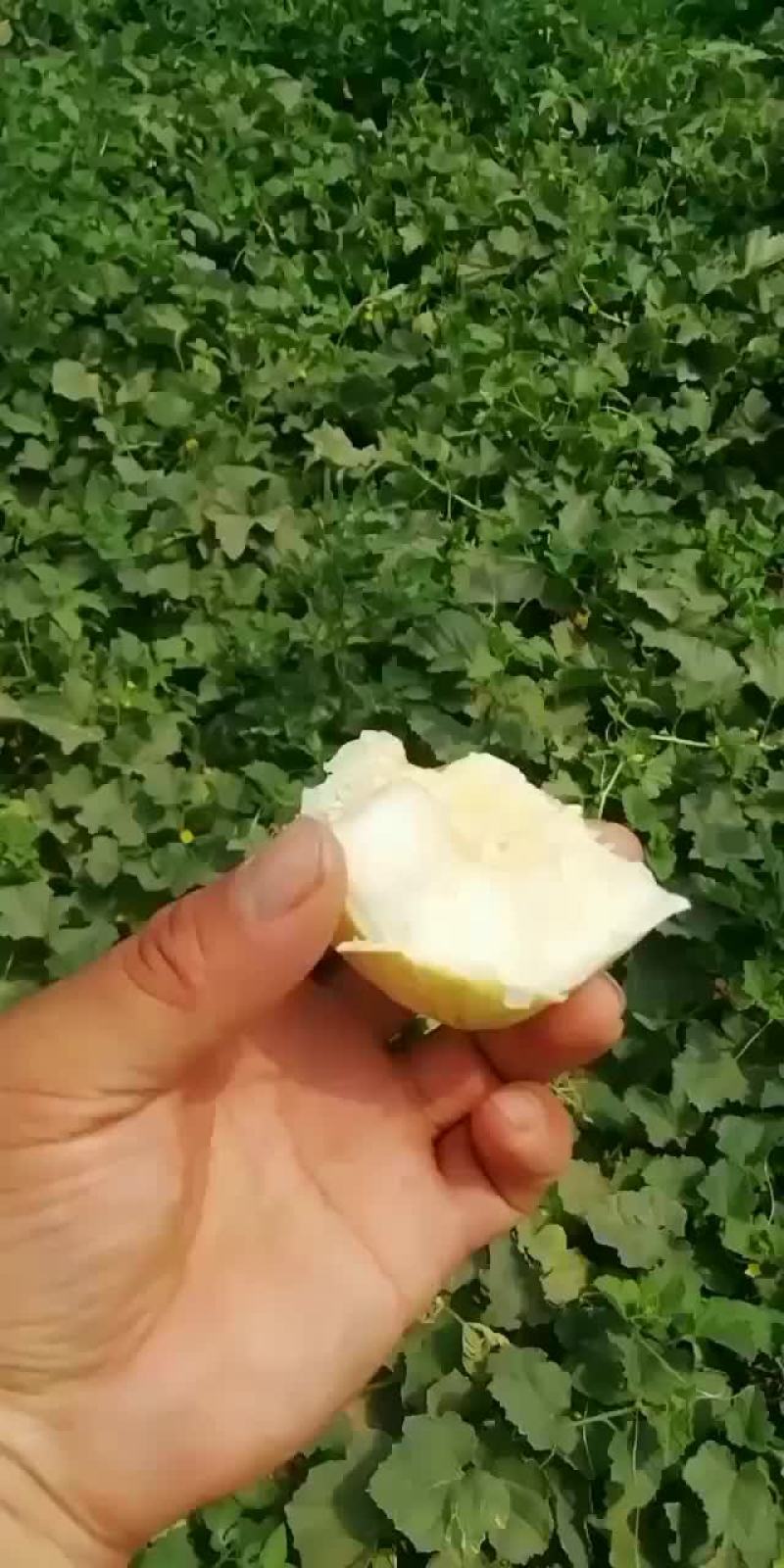 忻州甜瓜大量上市，西瓜十天上市，有需要的